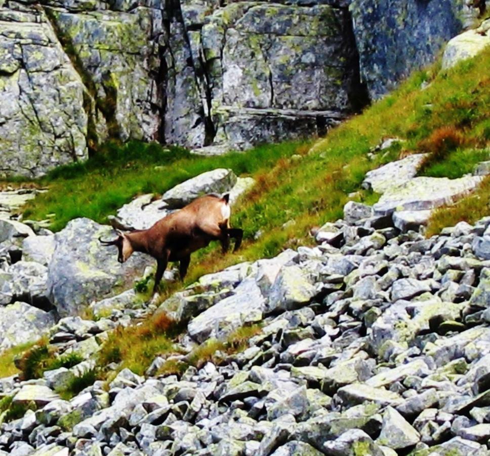 Penzion Alfa Tatry Stará Lesná Extérieur photo